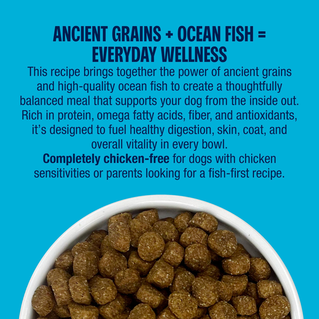 Muenster Ancient Grains Ocean Fish Recipe kibble with ancient grains for everyday wellness