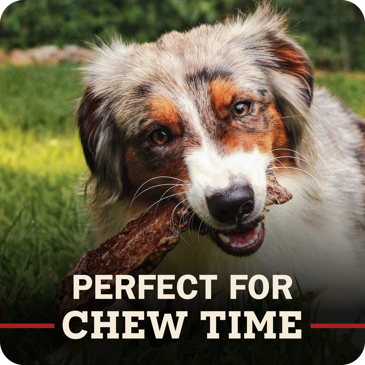 A close-up of a fluffy tricolor dog outdoors holding a piece of Redbarn chew in its mouth, with the text 'PERFECT FOR CHEW TIME' overlaid at the bottom.