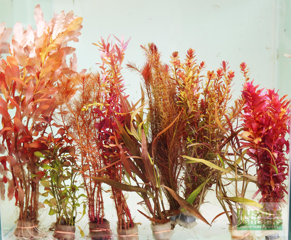 Live Red Aquarium Plant Assortment product image 3