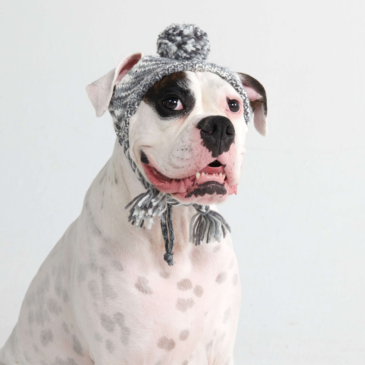 Knit Pom-Pom Dog Beanie, Hat - Multi Grey / S (10-15lbs/4.5-7kg)