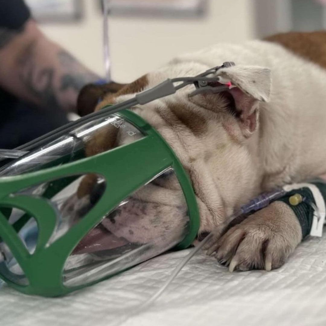 Oxygen mask being used on bulldog