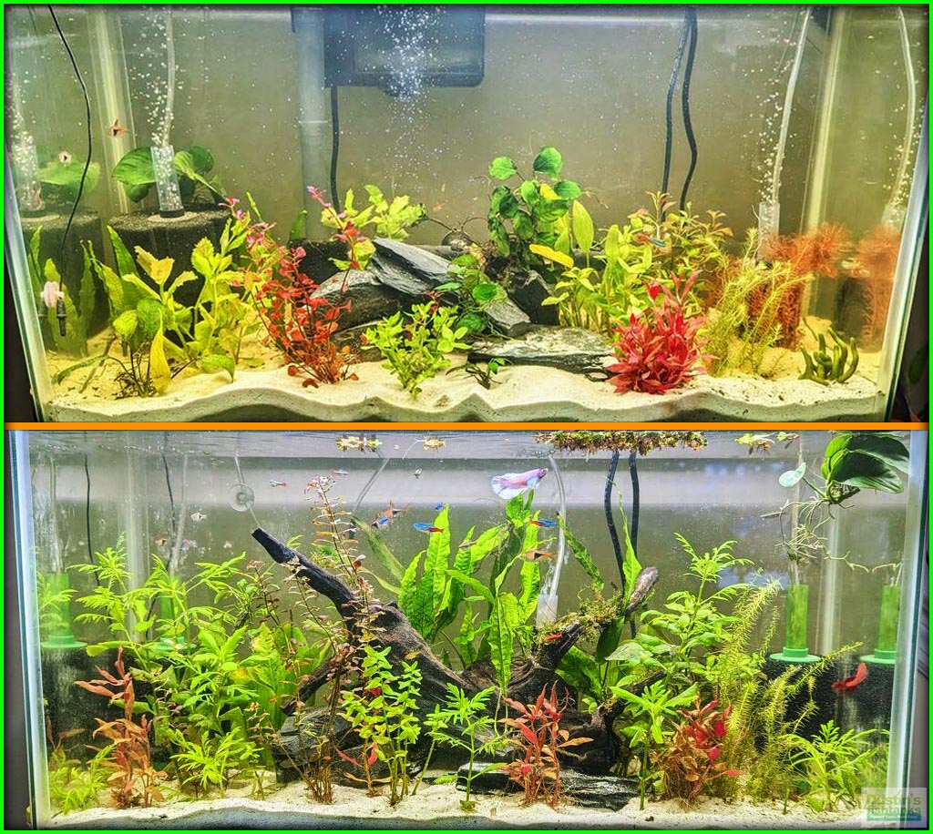 "Great Liquid Fertilizer! I have been using Dustin's Growth Juice along with Dustin's Iron for about a month in my 30 gallon tank. I can't believe how well the plants in my tank are thriving. Very safe for shrimp as well I have 3 Cherry Shrimps in my tank and have not seen any adverse effects. Will definitely be purchasing more Dustin's Growth Juice once I get close to running out." -John T.