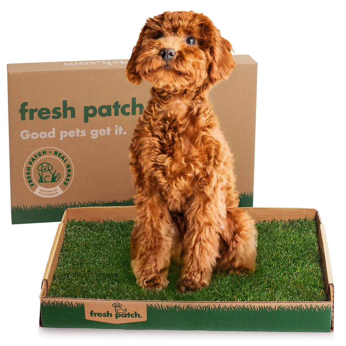 Dog sitting on a Fresh Patch product with packaging in the background