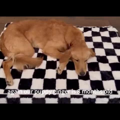 Black-and-White Plaid Foam Pet Bed with Removable Textile Cover and Five Size Options from S to XXL