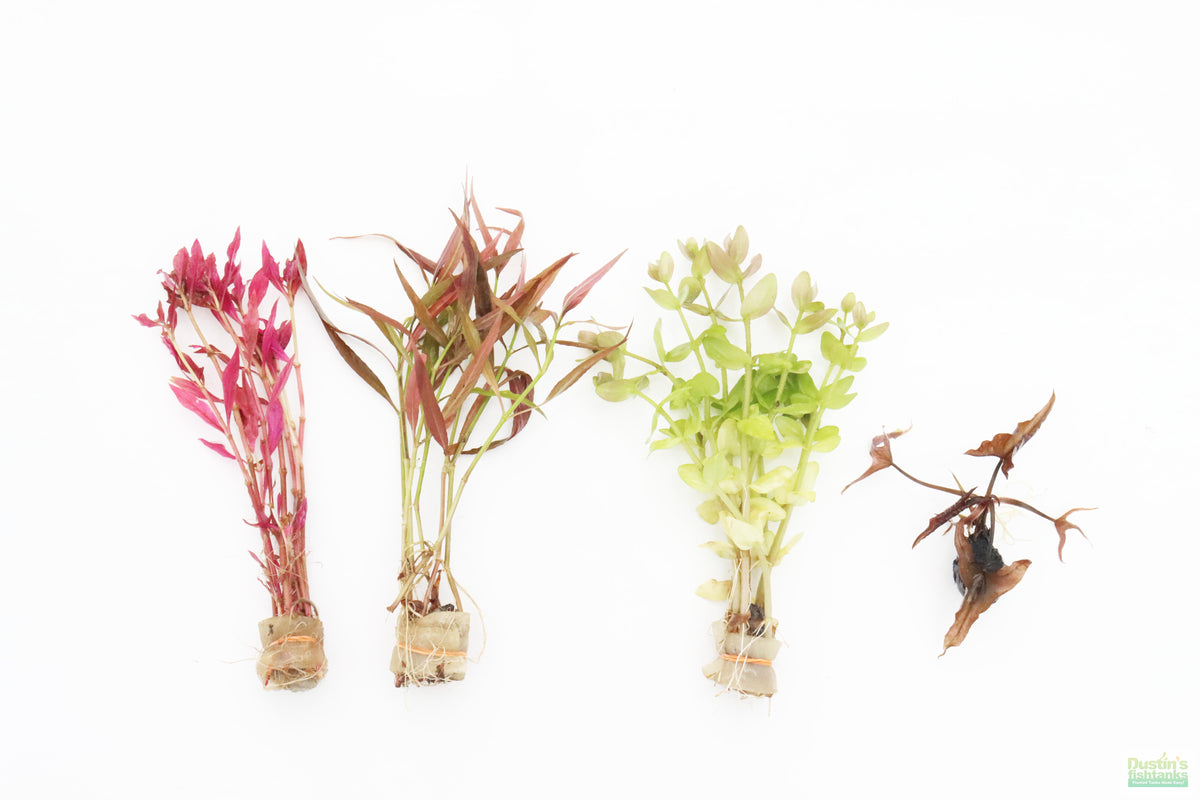 Red Aquarium Plant Combo product image 1