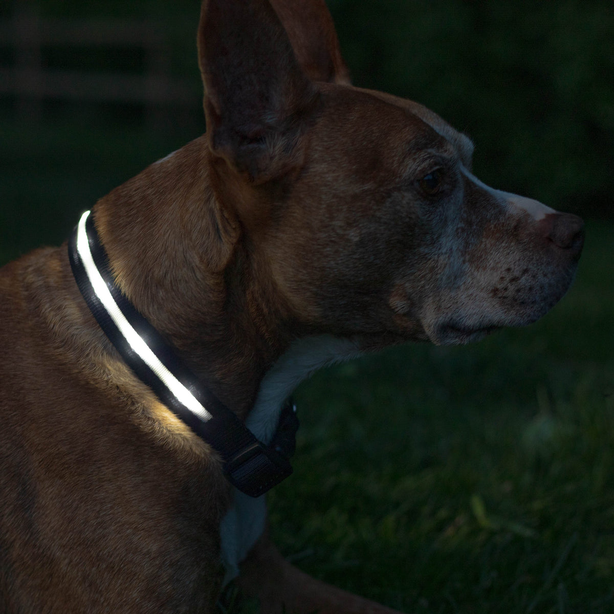 Black LED Dog Collar #color_black