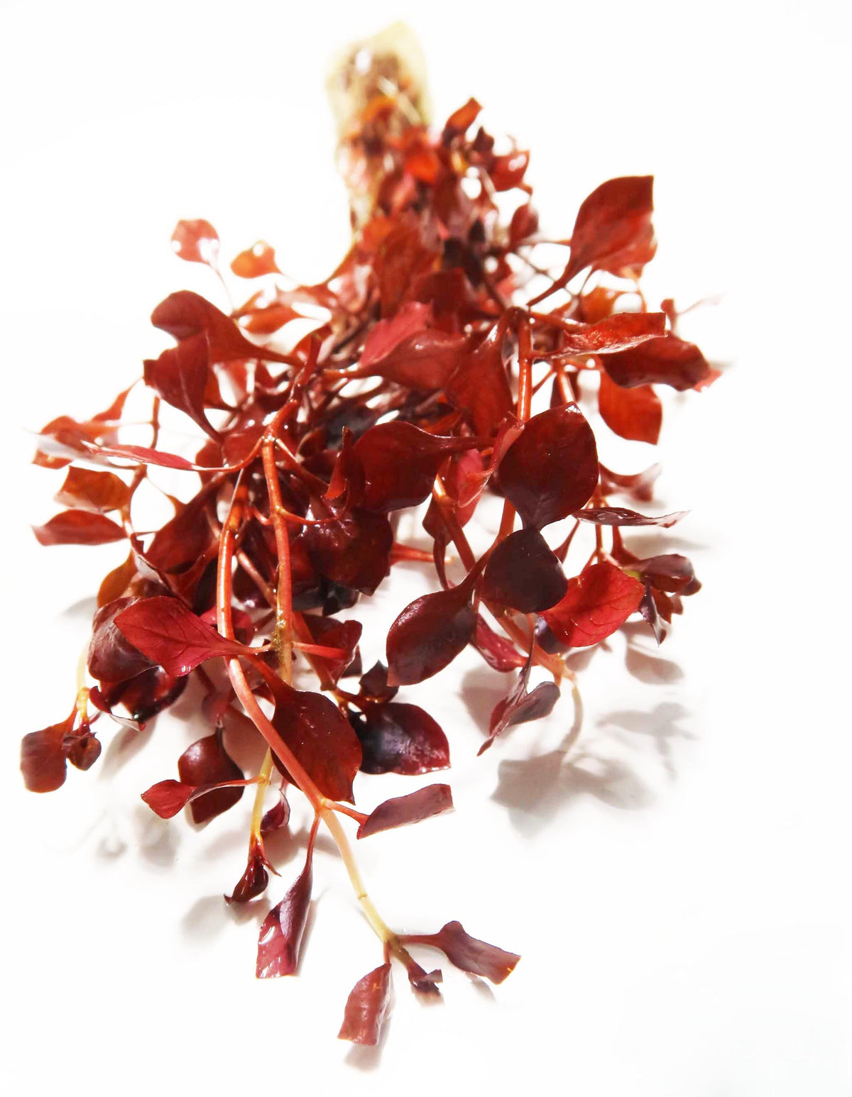 Live Triple Red Ludwigia Aquarium Plant product image 1
