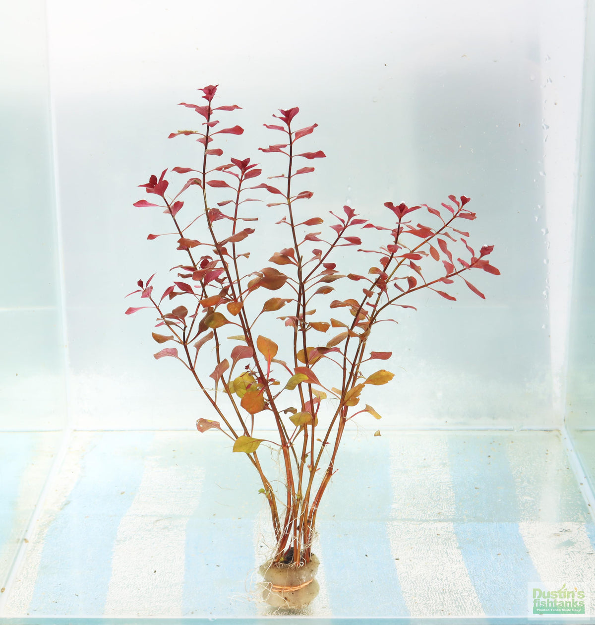 Ludwigia Triple Red_Easy Red Aquarium Plant For sale