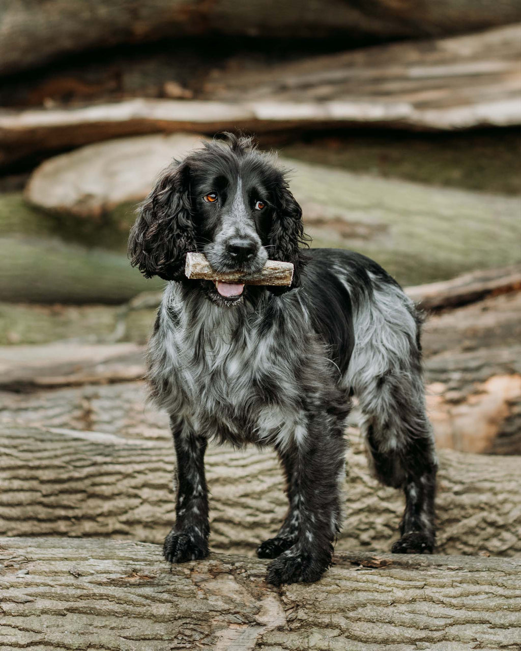 Fish Skin Throw Sticks - Skipper's Pet Products