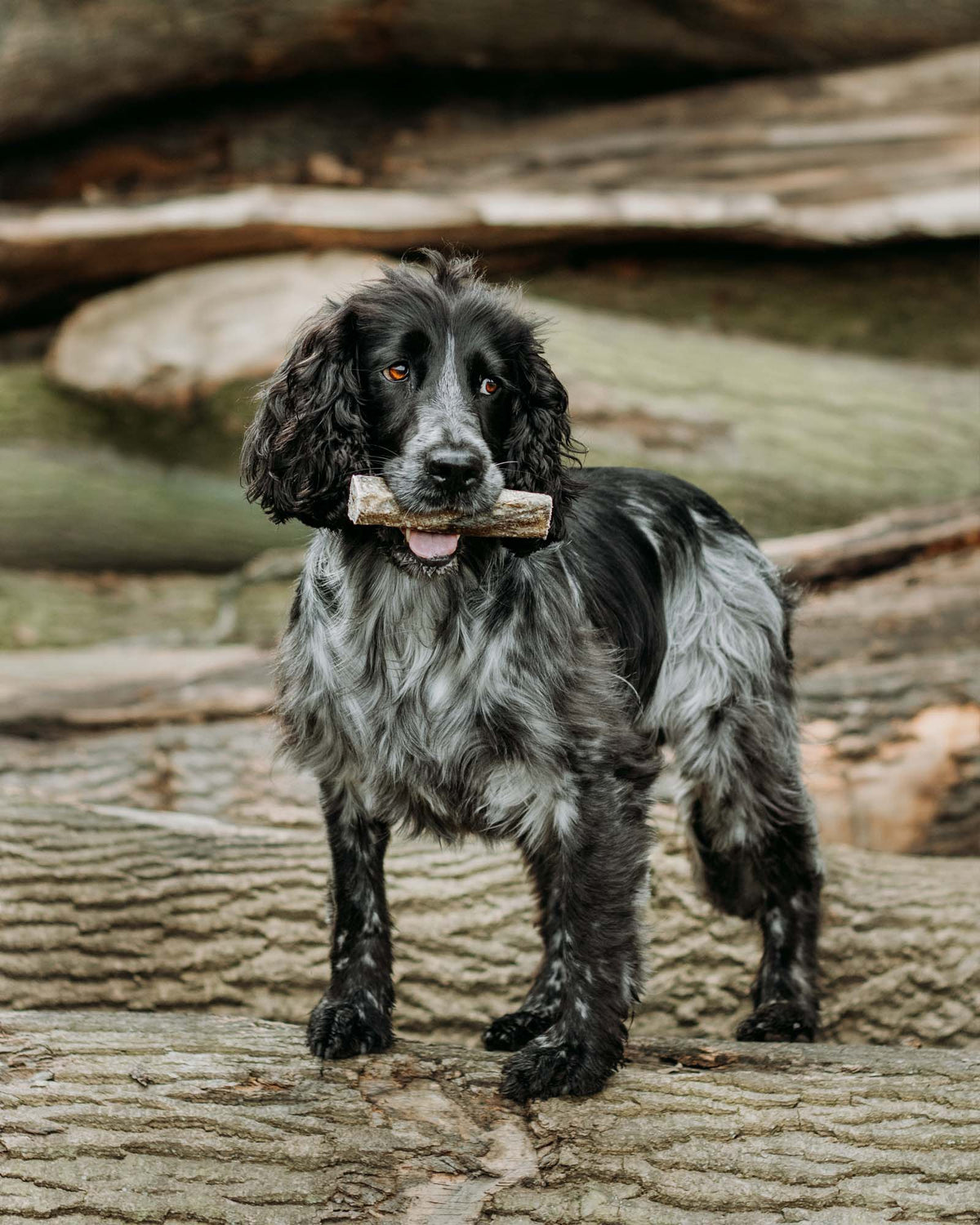 Fish Skin Throw Sticks - Skipper's Pet Products