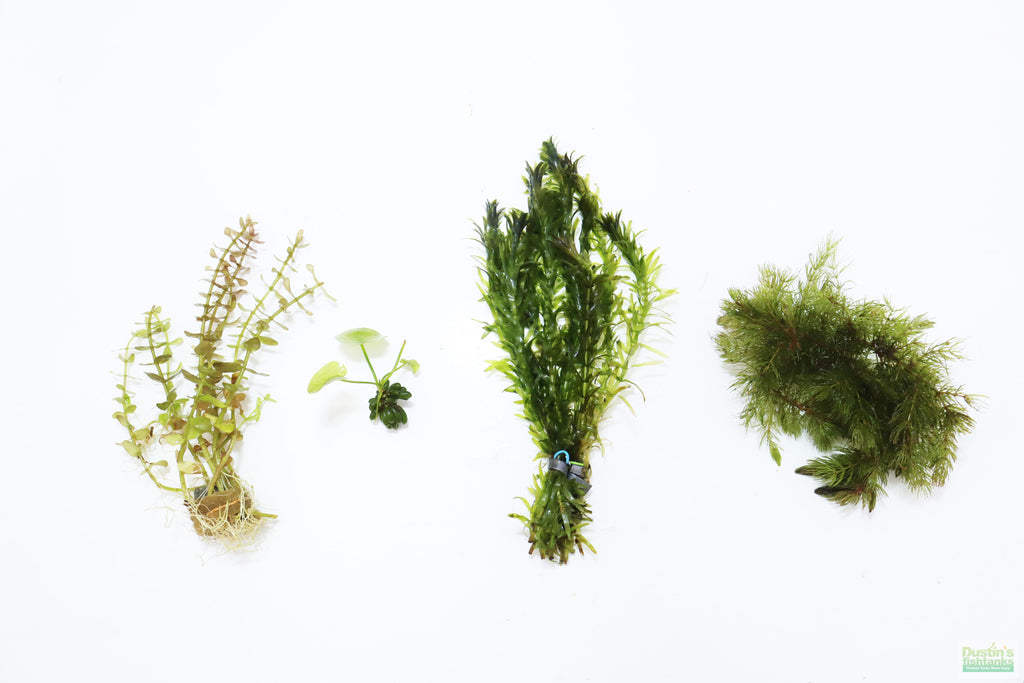 Hardy Live Aquarium Plant Combo product image 11