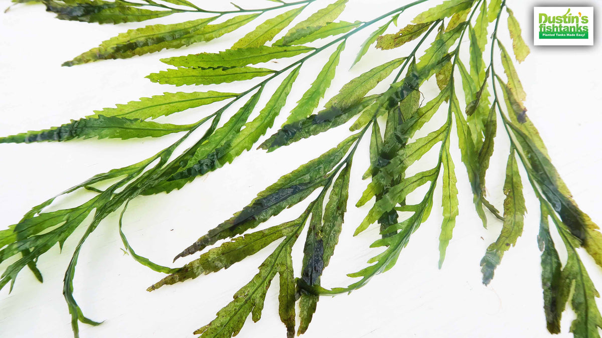 Bolbitis_Heudelotii_African Water Fern_aquarium_plant_for_sale