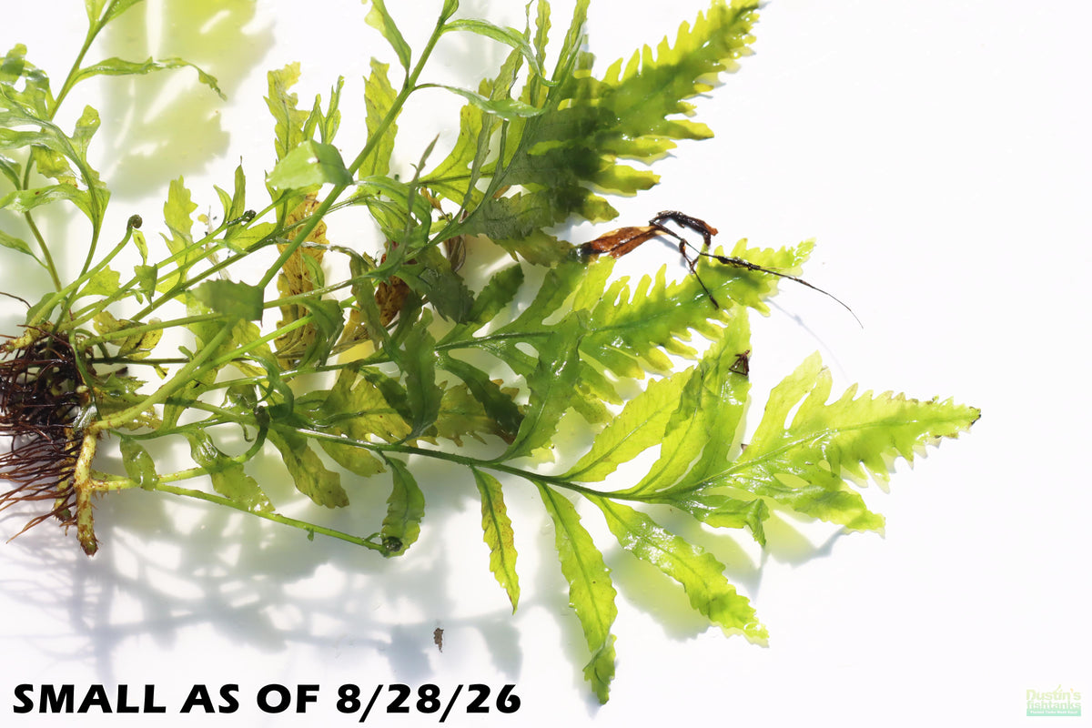 Bolbitis_Heudelotii_African Water Fern_aquarium_plant_for_sale