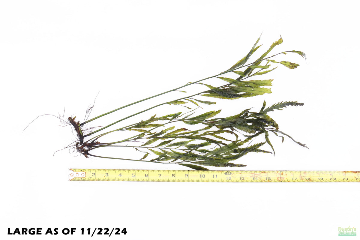 Live African Water Fern Aquarium Plant, Large 13-18 Inches 6-8 Stems