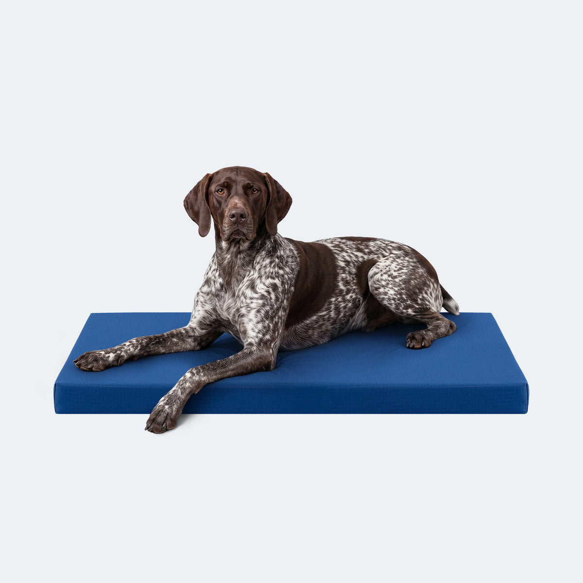 Ripstop Orthopedic Dog Crate Bed, L / Blue Quartz