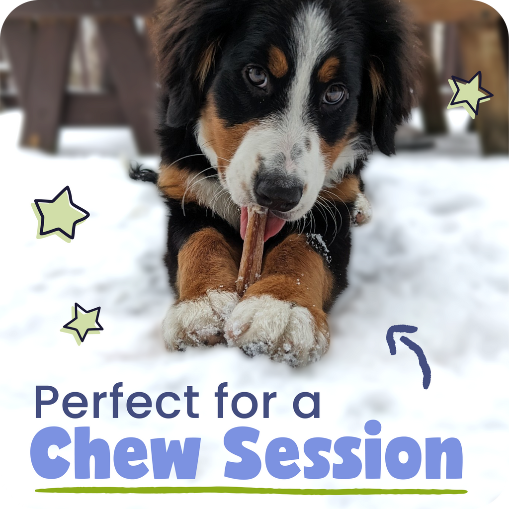 Dog chewing on a treat in the snow with text 'Perfect for a Chew Session'.