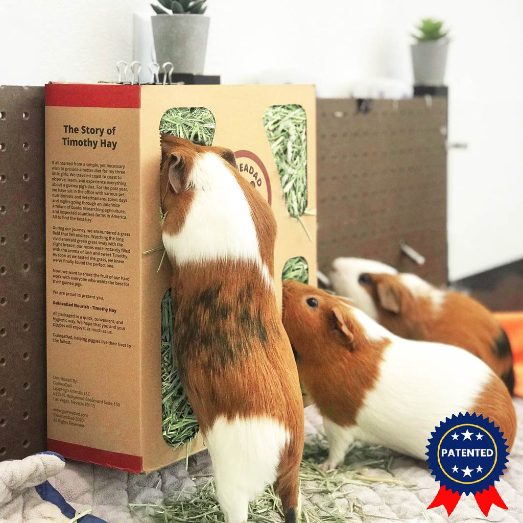 Guinea Pigs Eating GuineaDad Timothy Hay Box