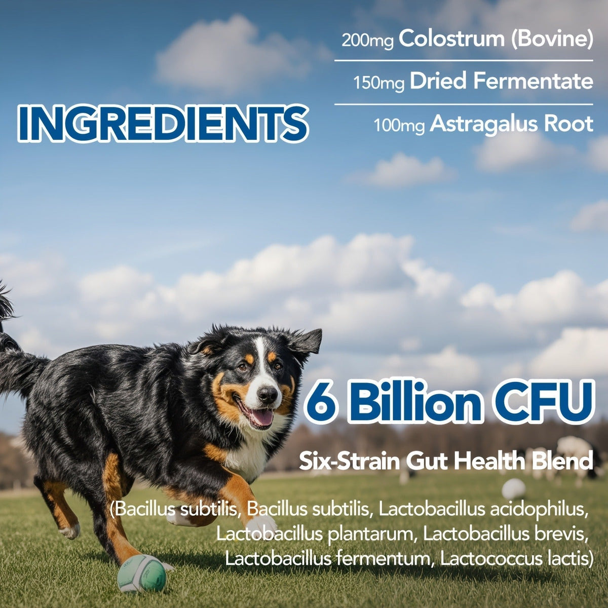Dog Skin and Digestion Soft Chews with Colostrum, Fermentate and Astragalus, 90-Count Bottle