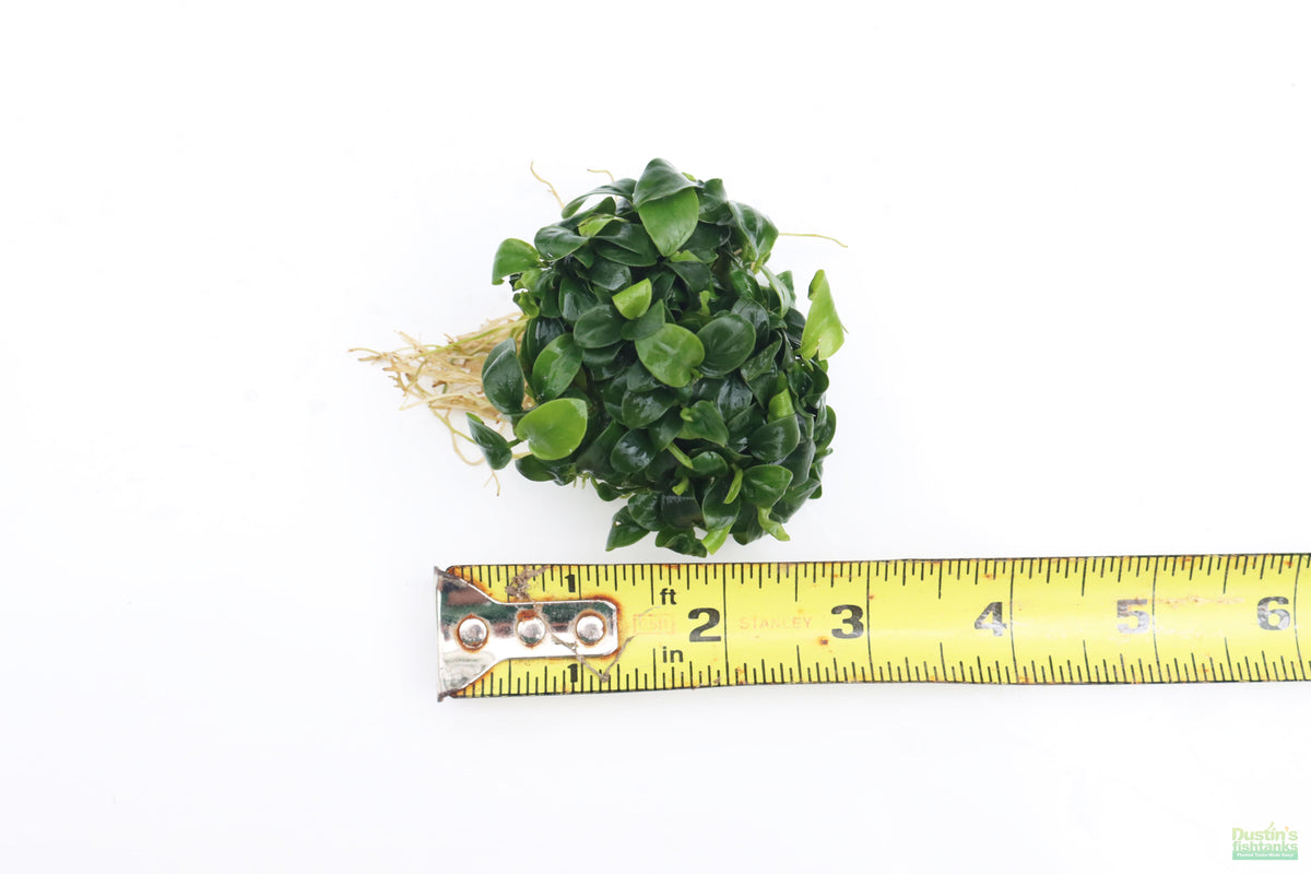 Live Anubias Nana Petite Aquarium Plant, XL BARE ROOT