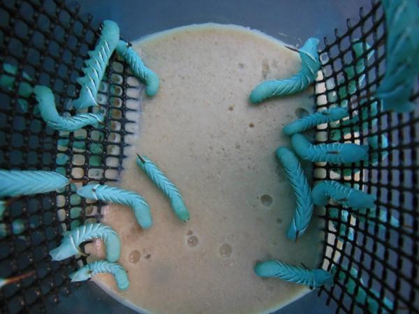 Live Hornworm Reptile Feeders, 12 Count