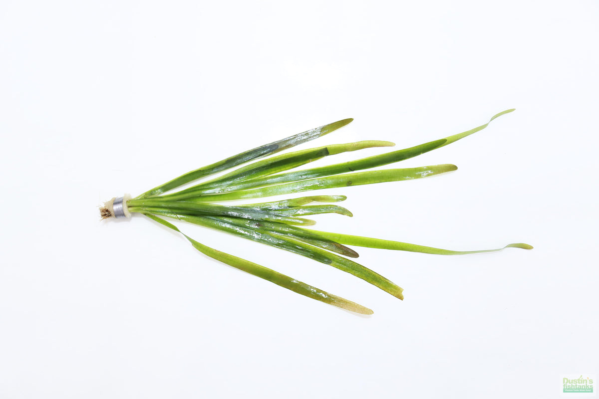Live Jungle Vallisneria Aquarium Plant, Default Title