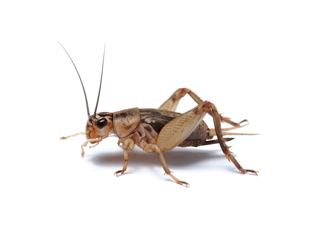 Live Banded Cricket Feeder Insects Medium 1/2" / 50 (Cupped) / Cupped