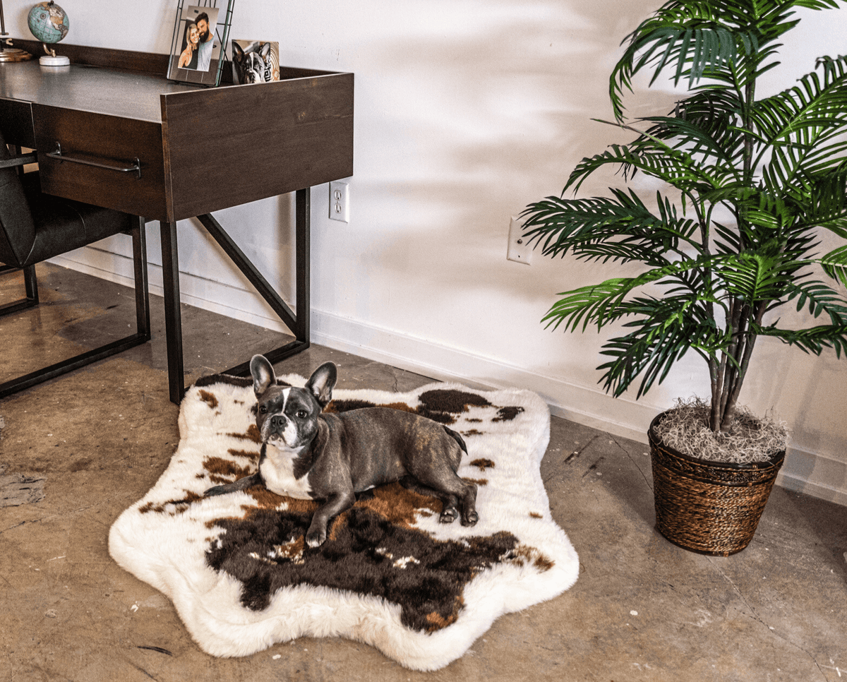 French Bulldog on Junior Brown Faux Cowhide