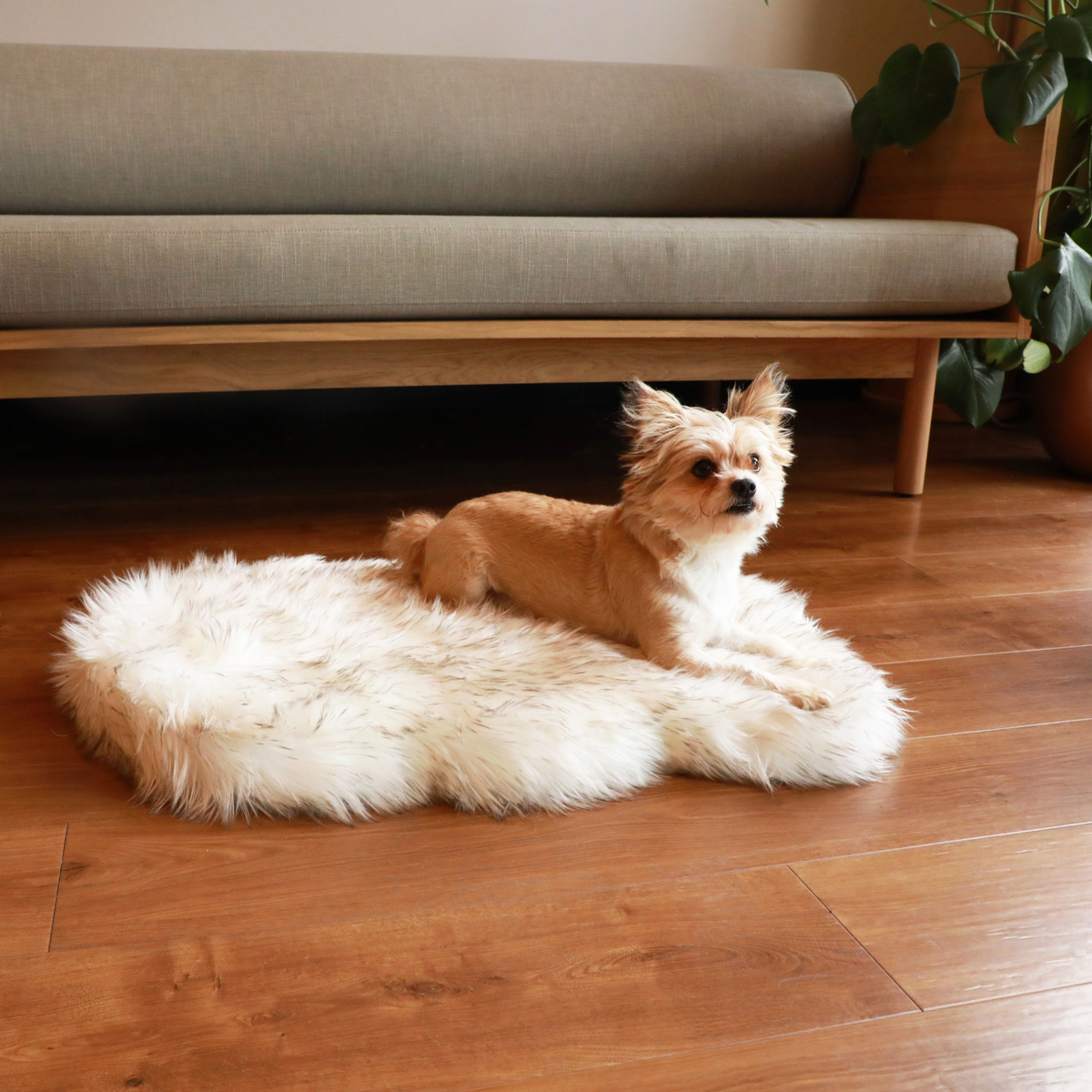 Orthopedic Dog Bed, Small (30" L x 20" W)