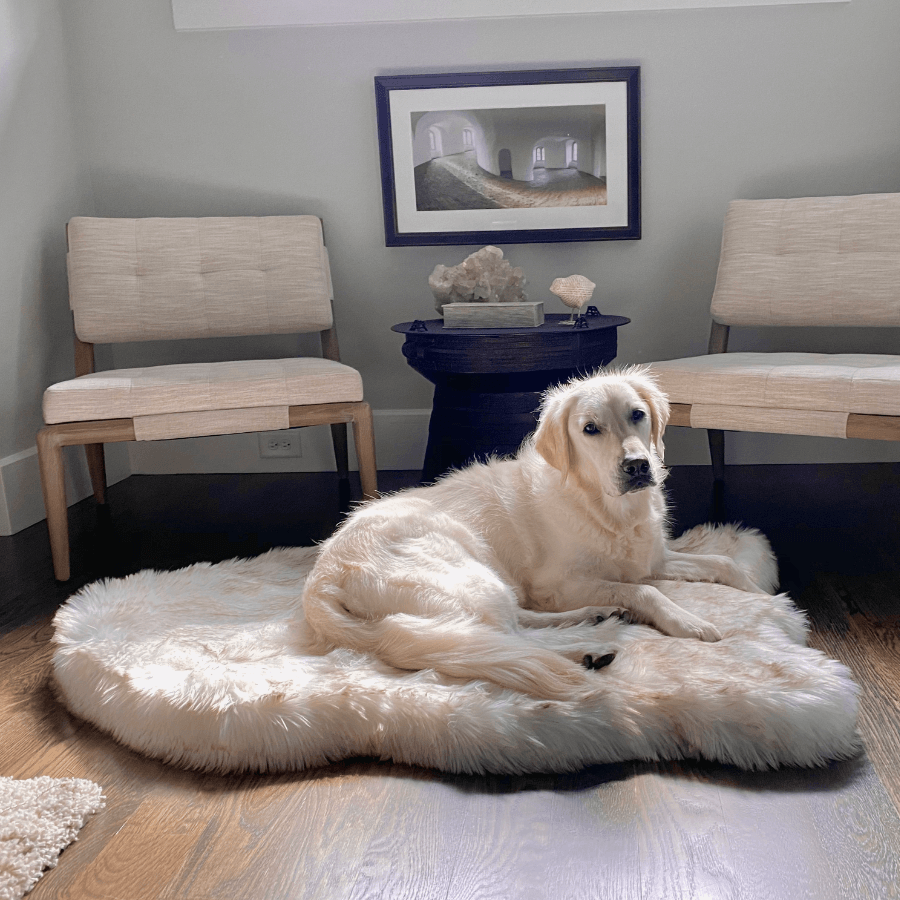 Orthopedic Dog Bed, Large (50" L x 30" W)
