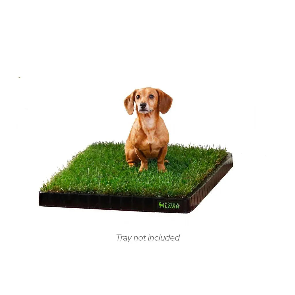 Real Grass Dog Potty Pad product image 1
