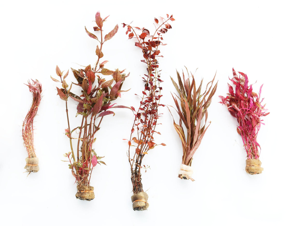 Live Red Aquarium Plant Assortment, Default Title