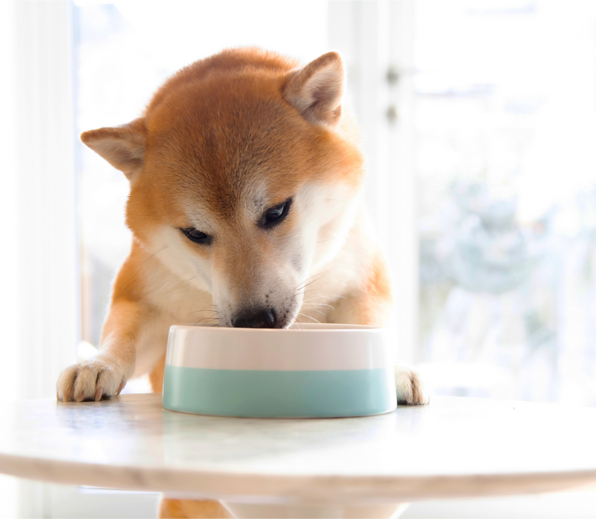 Chicken and Salmon Wet Dog Food product image 5