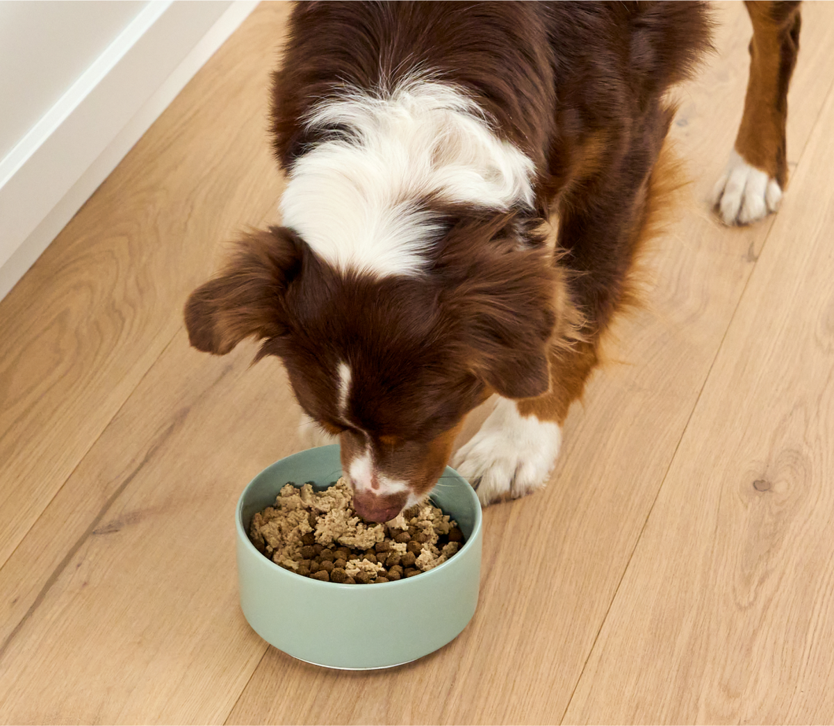 Salmon Dog Food Topper product image 5