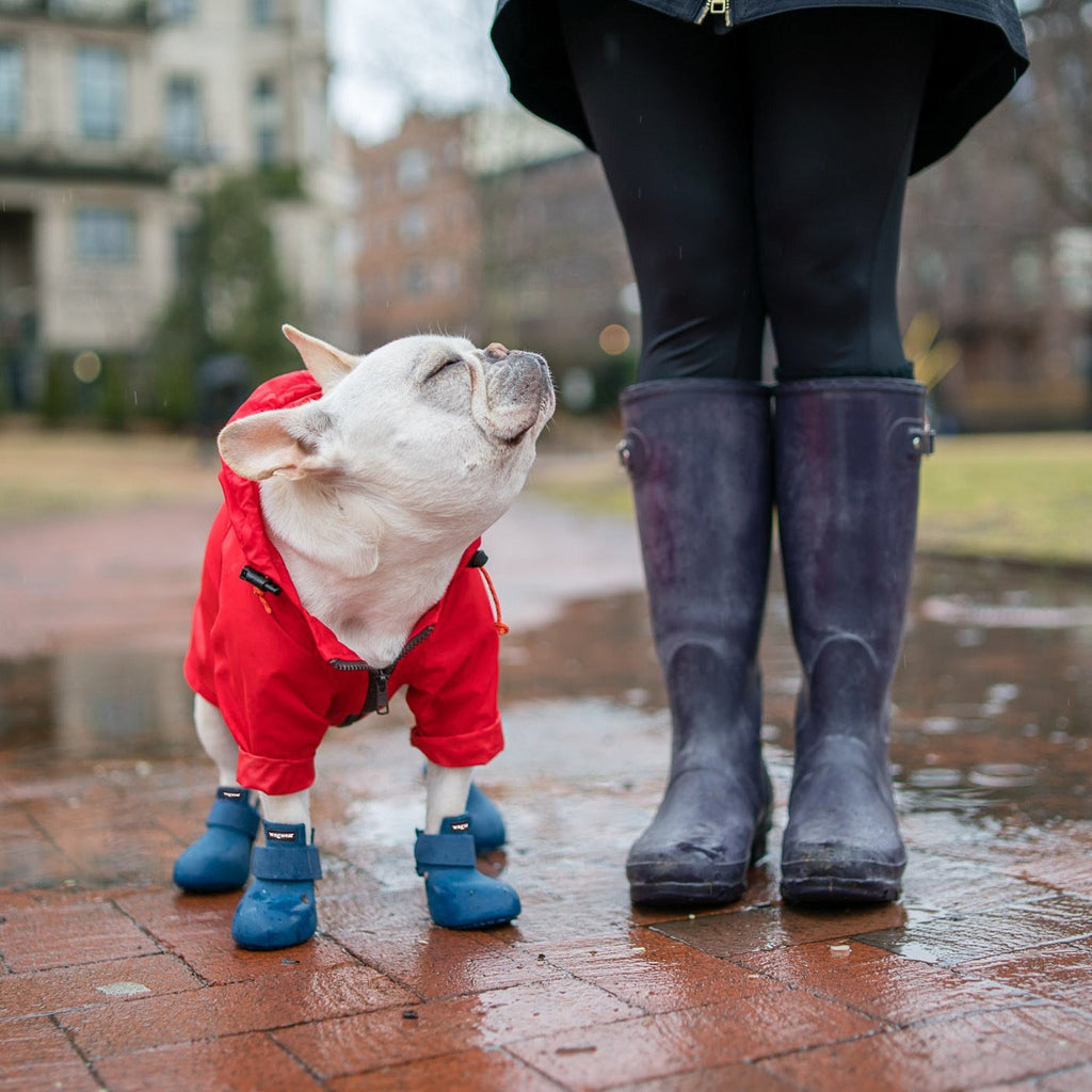 Dog wearing red Rainbreaker and blue WagWellies