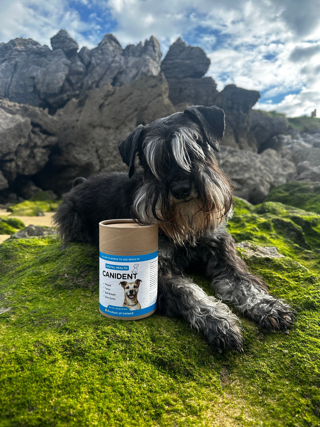 Canident - Clean Dogs Teeth, Fix Bad Breath and Remove Plaque - Seaweed For Dogs