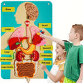 Human Body Felt Board Anatomy Model – 3D Felt Organ Science Educational Toy for Kids Ages 5+, Homeschool Biology Classroom Teaching Aid