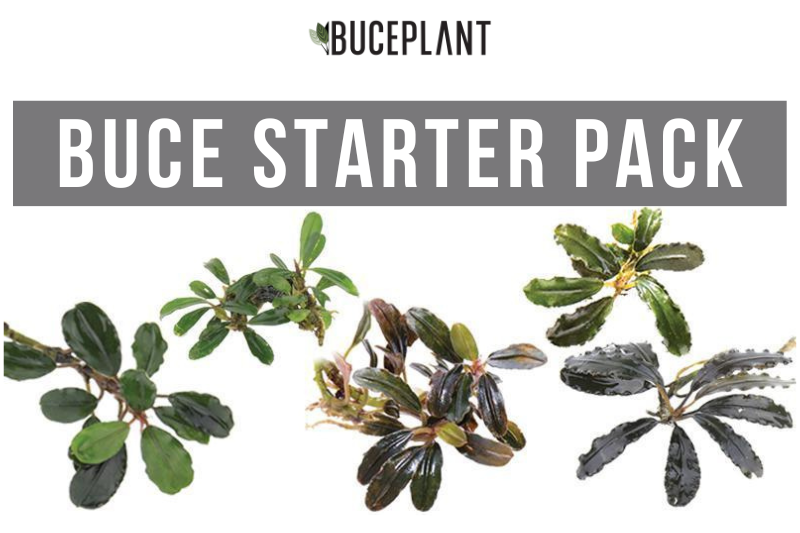 Live Bucephalandra Starter Pack product image 1