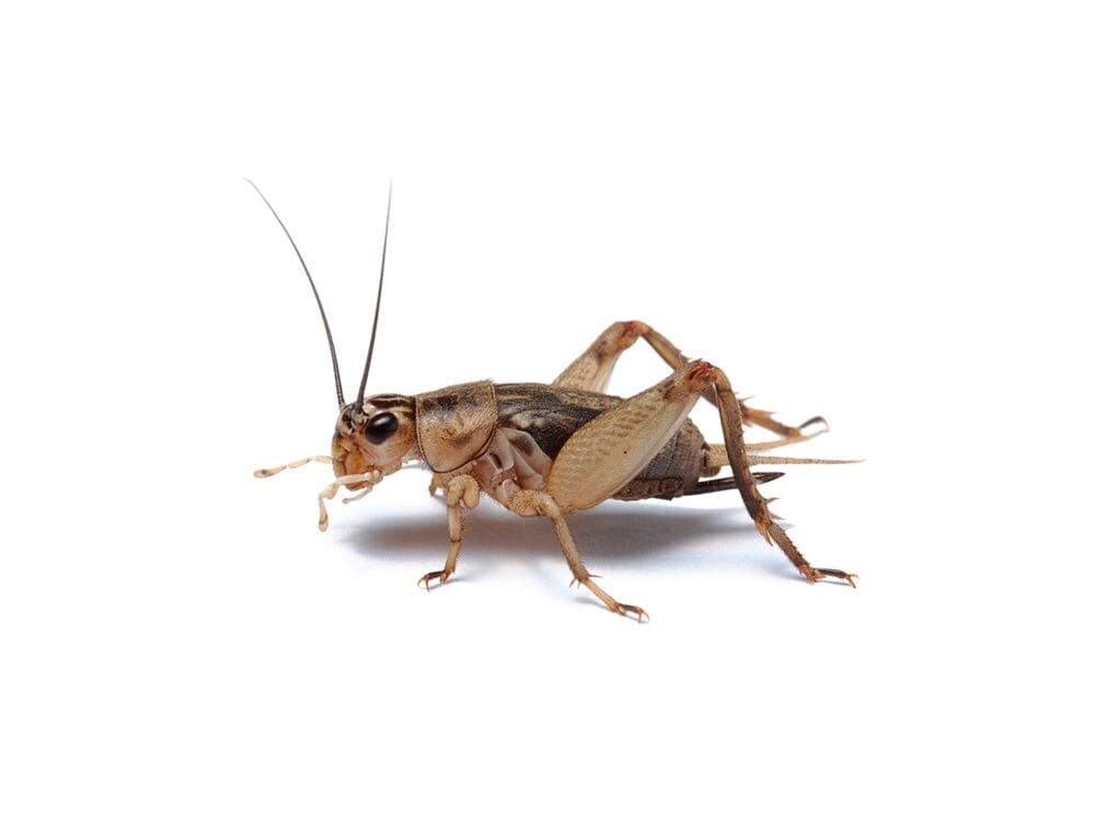Live Banded Cricket Feeder Insects Small 1/4" / 50 (Cupped) / Cupped