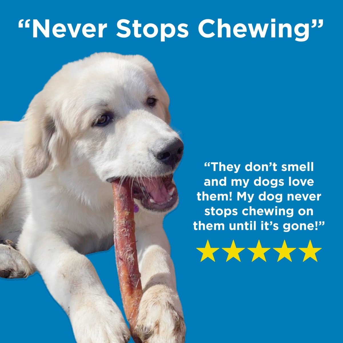 12-Inch Thick Odor-Free Bully Sticks product image 7