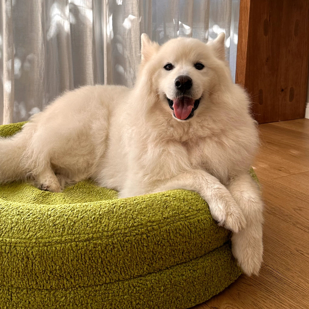 Round Orthopaedic Dog Bed Matcha / L