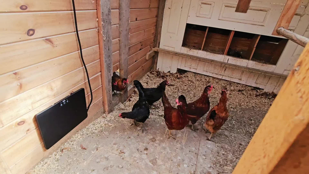 Brooder Heater, Chick Duck Quail 3 Heat Levels Timer Digital Display for Garden, Patio and Yard Use