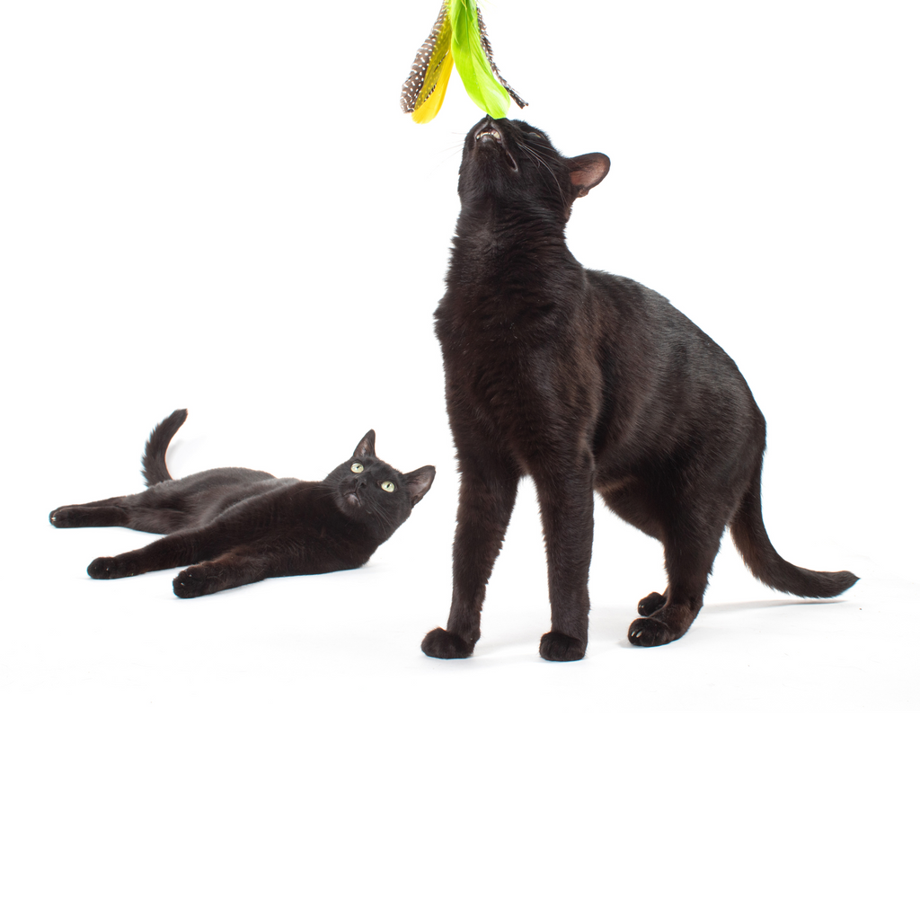 Telescoping Cat Wand Bundle product image 3