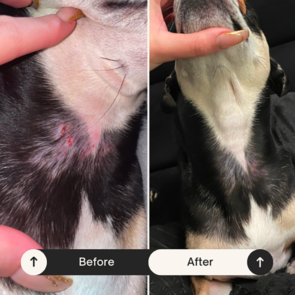 Dog Allergy Support Soft Chews product image 4