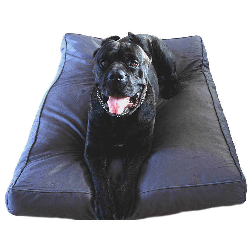 Chew Resistant Orthopedic Memory Foam Dog Bed, Medium $159.99 -  34"x22"x4" / Grey