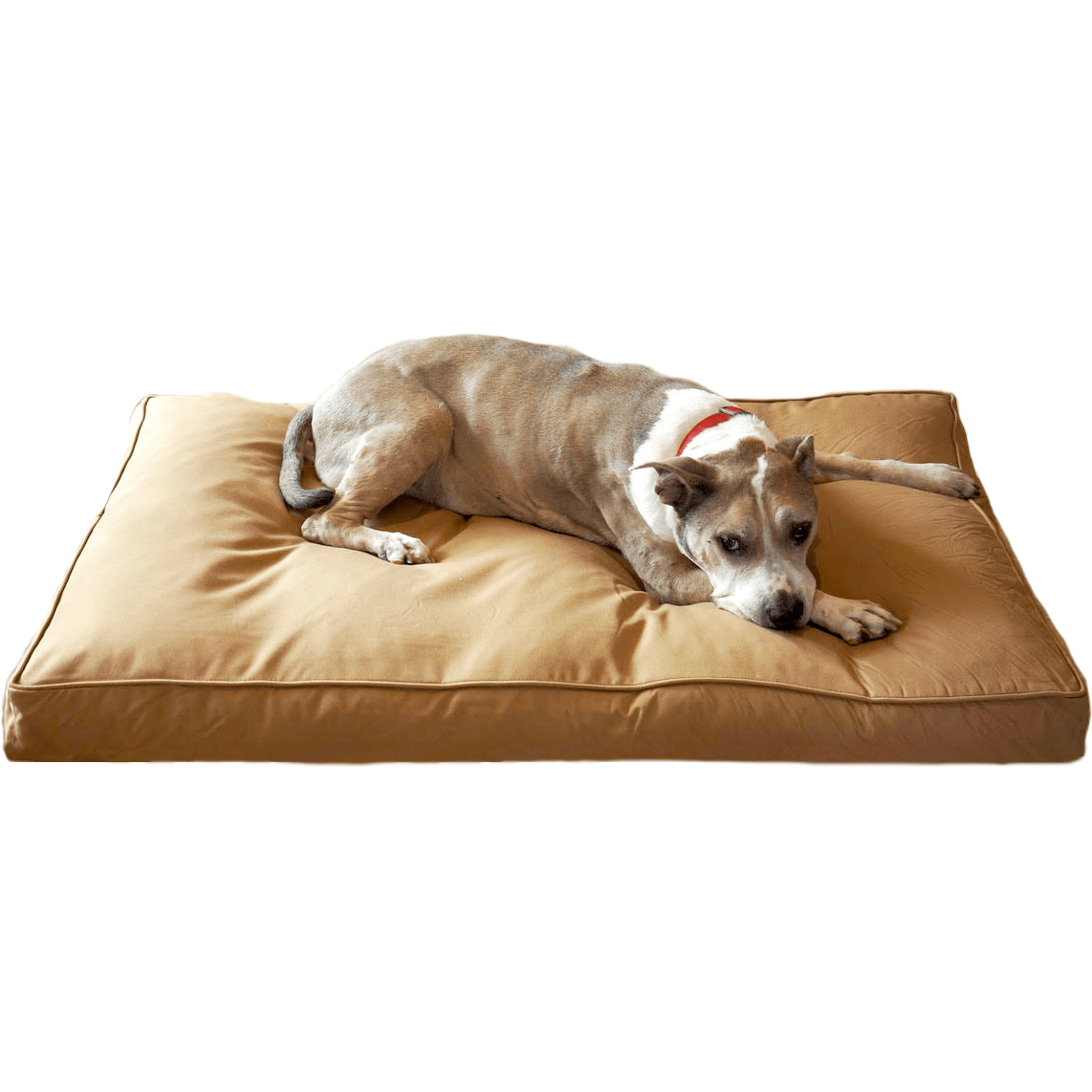 Chew Resistant Orthopedic Memory Foam Dog Bed, Medium $159.99 -  34"x22"x4" / Tan