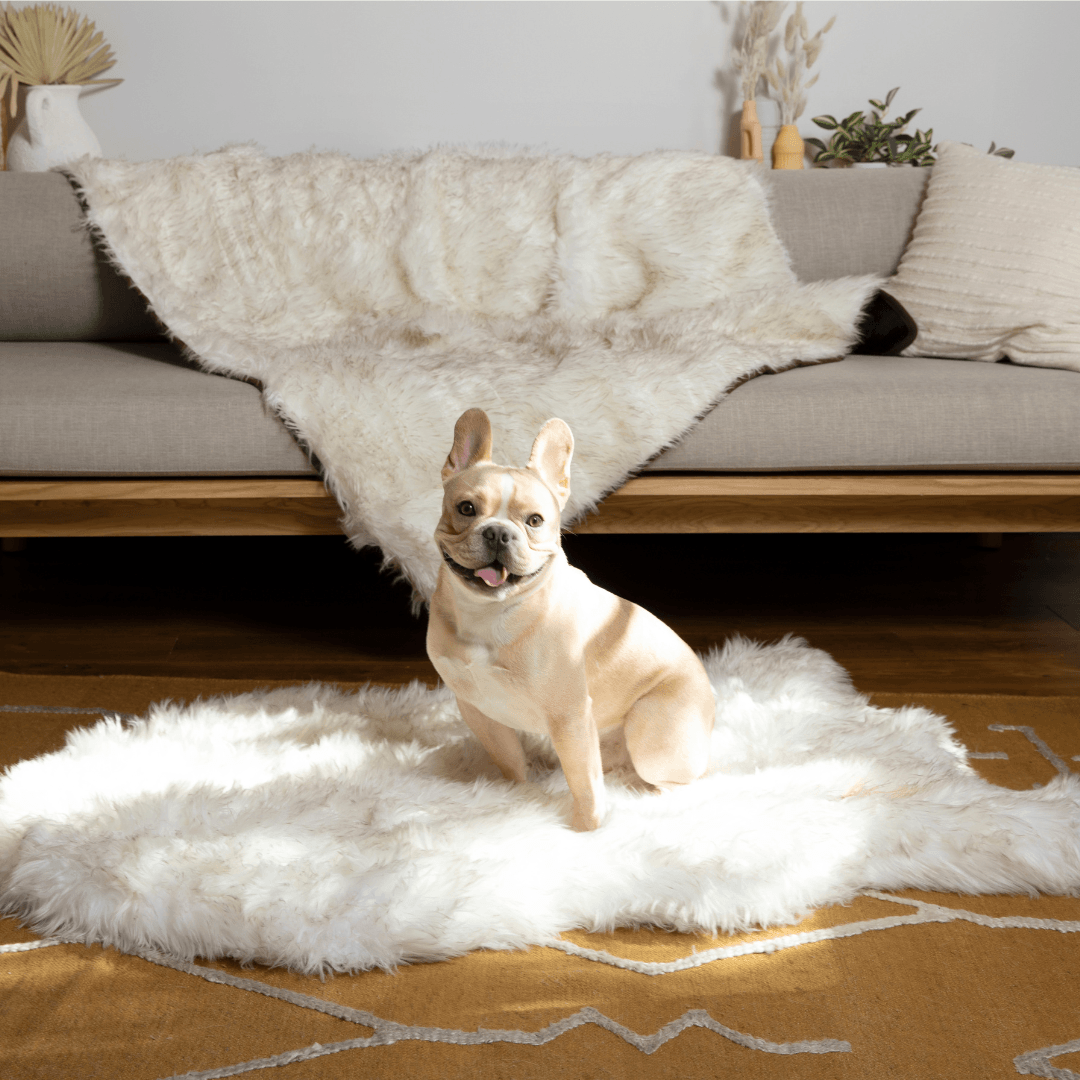 Orthopedic Dog Bed and Waterproof Blanket Bundle, Large Bed - 50" x 30" & Original Blanket - 60" x 50"
