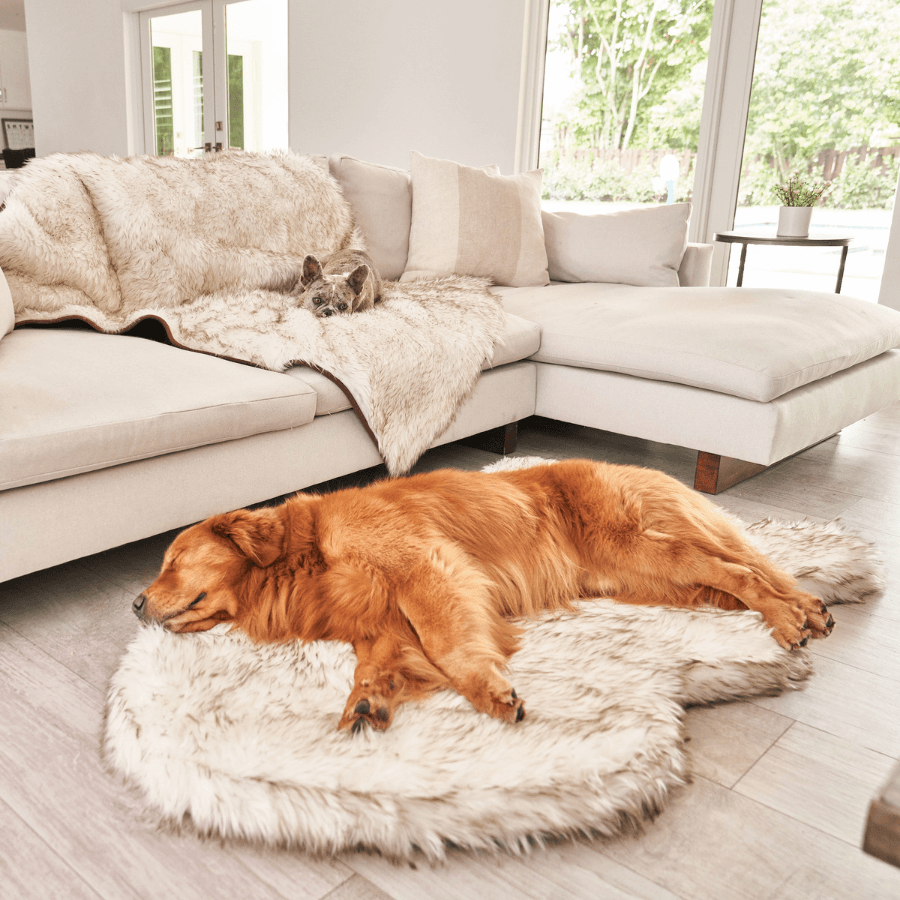 Orthopedic Dog Bed and Waterproof Blanket Bundle, Giant Bed - 60" x 35" & Original Blanket - 60" x 50"