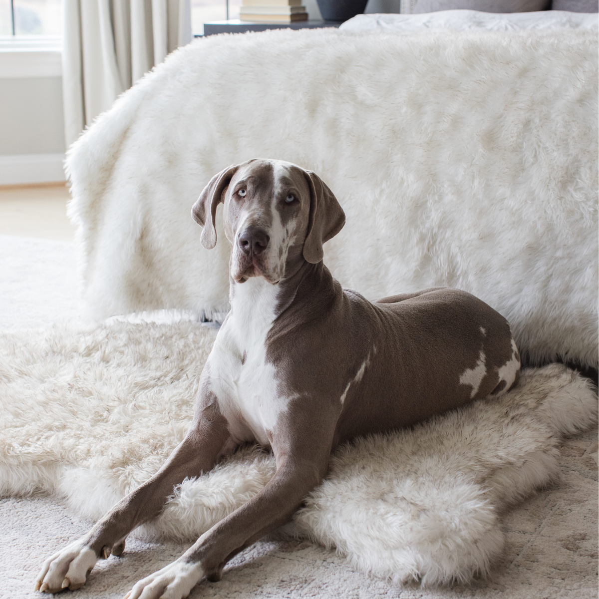 Orthopedic Dog Bed and Waterproof Blanket Bundle, Large Bed - 50" x 30" & Large Blanket - 80" x 62"