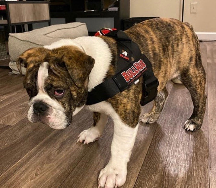 BLACK ADJUSTABLE BULLHUG HARNESS - thebullhug.com