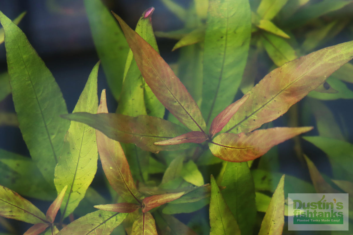 Live Hygrophila Aquarium Plant product image 10